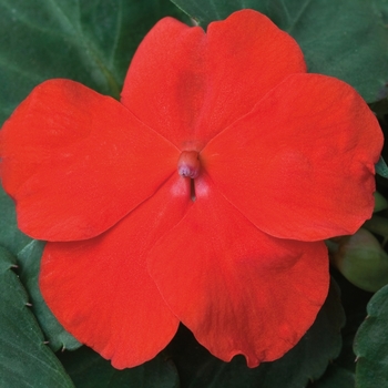 Impatiens walleriana Xtreme™ 'Scarlet'