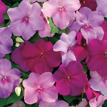 Impatiens walleriana 'Sapphire Mix' 