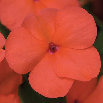 Impatiens walleriana 'Salmon' 