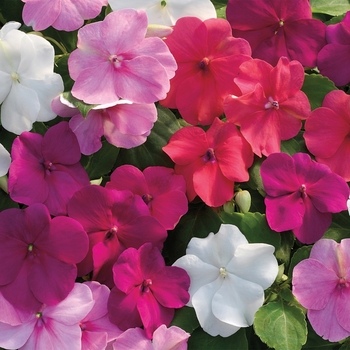 Impatiens walleriana 'Rosy Mix' 