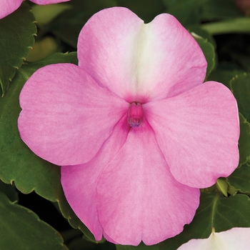 Impatiens walleriana 'Red' 