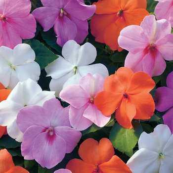 Impatiens walleriana 'Pastel Mix' 