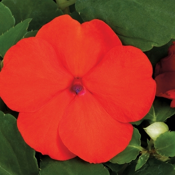 Impatiens walleriana 'Orange' 