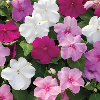 Impatiens walleriana 'Little Gem Mix' 