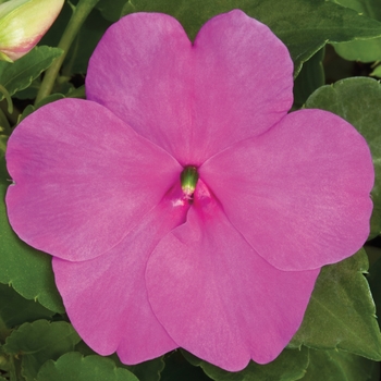 Impatiens walleriana 'Lilac' 