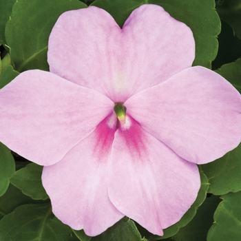 Impatiens walleriana 'Lavender' 