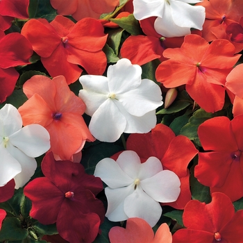 Impatiens walleriana Xtreme™ 'Hot! Mix'