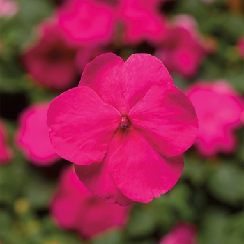 Impatiens walleriana 'Bright Rose' 