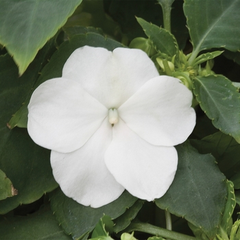 Impatiens walleriana Tumbler™ 'White'