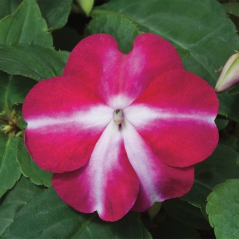 Impatiens walleriana Tumbler™ 'Violet Star'