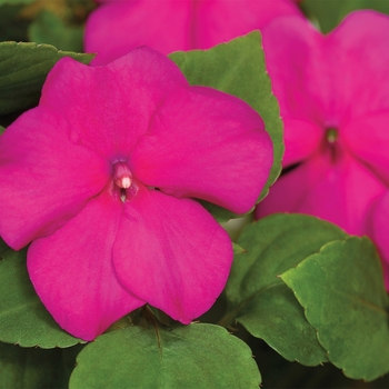 Impatiens walleriana 'Violet' 