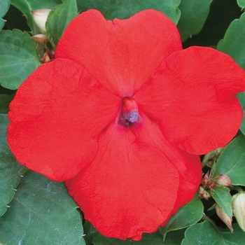 Impatiens walleriana 'Scarlet' 