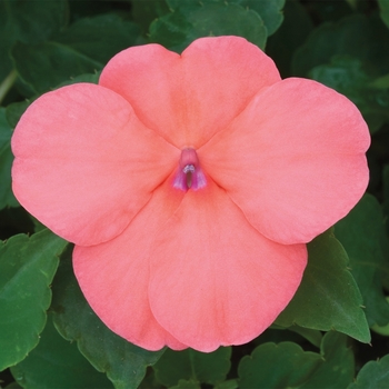 Impatiens walleriana 'Salmon' 