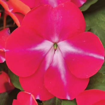 Impatiens walleriana Tumbler™ 'Rose Star'