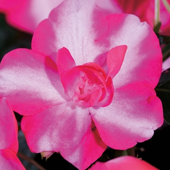 Impatiens walleriana Silhouette® 'Rose Star'