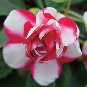 Impatiens walleriana Silhouette® 'Red Star'