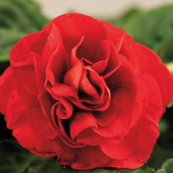 Impatiens walleriana Silhouette® 'Red'