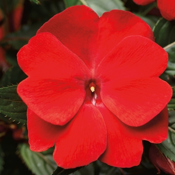 Impatiens hawkeri 'Deep Scarlet' 