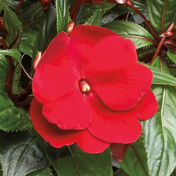 Impatiens hawkeri 'Dark Red' 