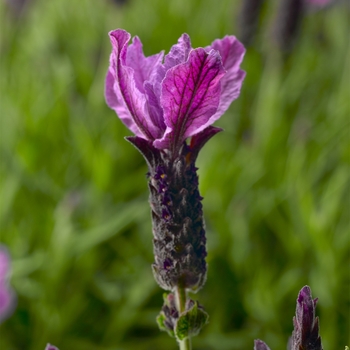 Lavandula stoechas 'Purple' 