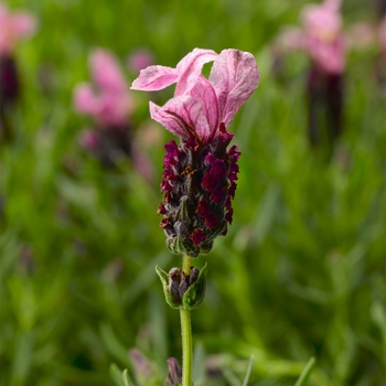 Lavandula stoechas Javelin Forte™ Deep Rose