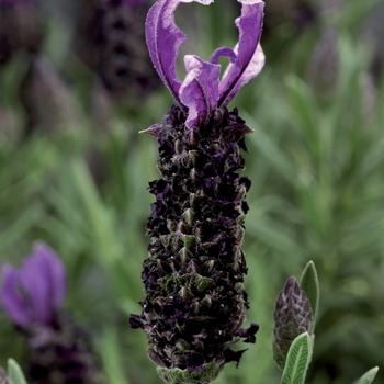 Lavandula stoechas 'Compact Blue' 