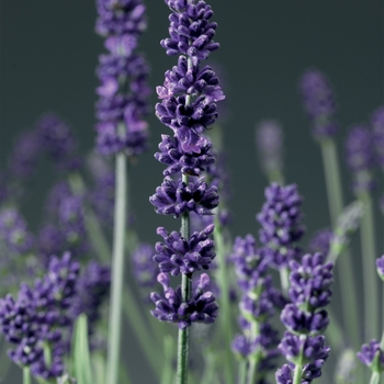 Lavandula angustifolia 'Blue' 