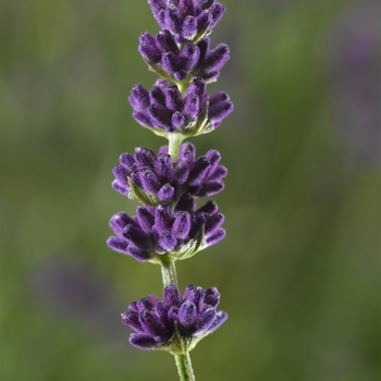 Lavandula angustifolia Aromatico™ 'Blue Compact'