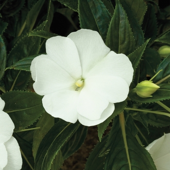 Impatiens hawkeri 'White' 