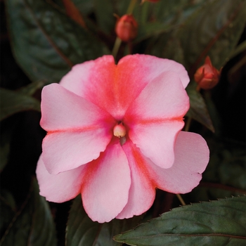 Impatiens hawkeri Super Sonic® 'Sweet Cherry'