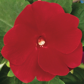 Impatiens hawkeri 'Red' 