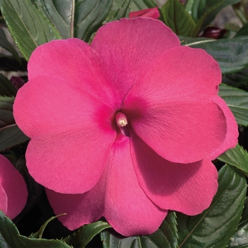 Impatiens hawkeri 'Pink' 