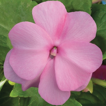 Impatiens hawkeri 'Pastel Pink' 