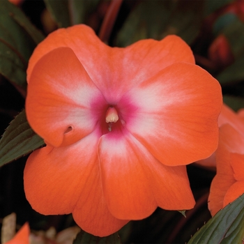 Impatiens hawkeri 'Orange Ice' 