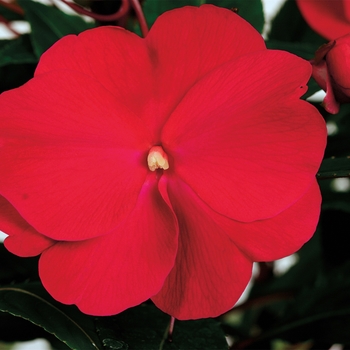 Impatiens hawkeri Super Sonic® 'Magenta'