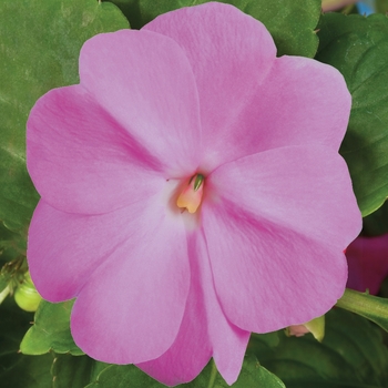 Impatiens hawkeri Super Sonic® 'Lavender'