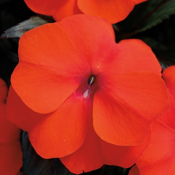 Impatiens hawkeri Super Sonic® 'Flame'