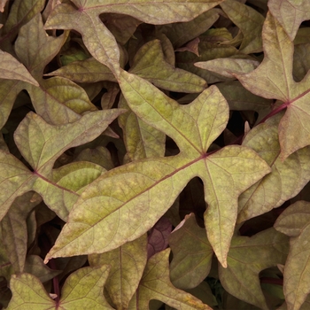 Ipomoea batatas 'Heart Bronze' 