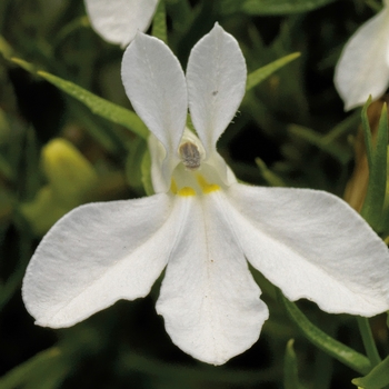 Lobelia erinus 'Heat Upright White Imp' 