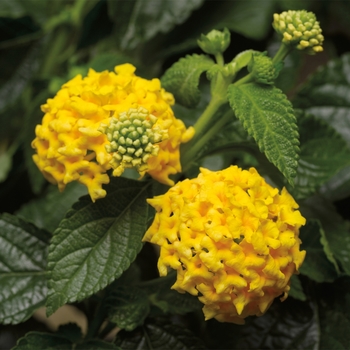 Lantana camara 'Yellow' 