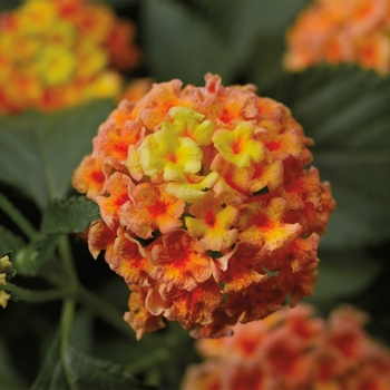 Lantana camara Bandana® 'Peach'