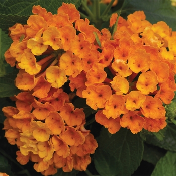 Lantana camara