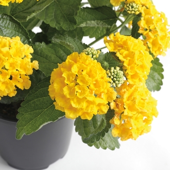 Lantana camara Bandana® 'Yellow'