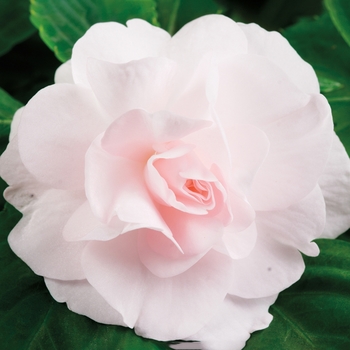 Impatiens walleriana Silhouette® 'Appleblossom'