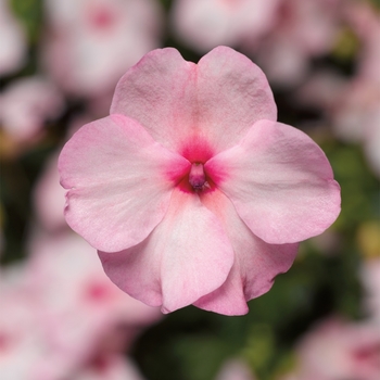 Impatiens walleriana 'Bright Eye' 