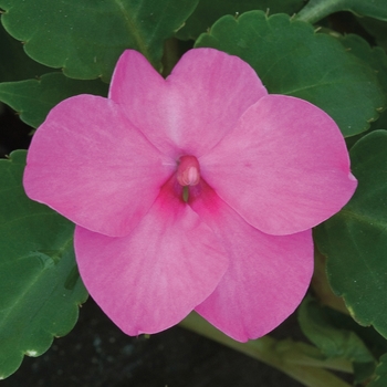 Impatiens walleriana 'Rose' 