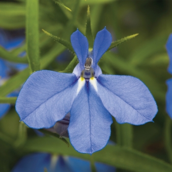 Lobelia erinus