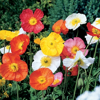 Papaver nudicaule Pulchinella™ 'Mix'