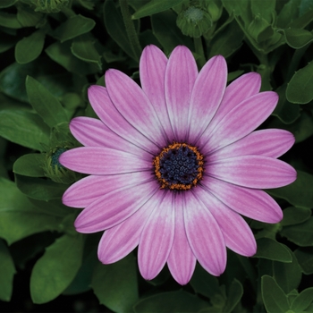 Osteospermum 'Purple Bicolor' 