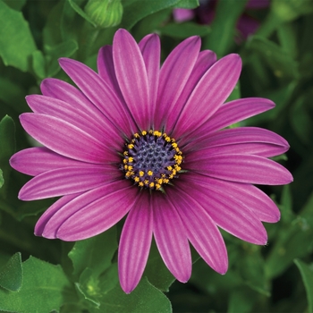 Osteospermum Asti™ 'Purple'